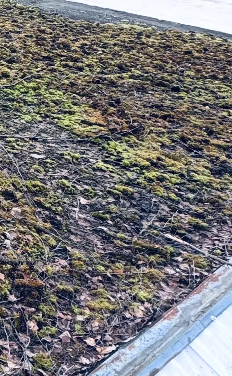 A low-slope roof covered with moss, leaves and twigs, with metal edge trim along the side