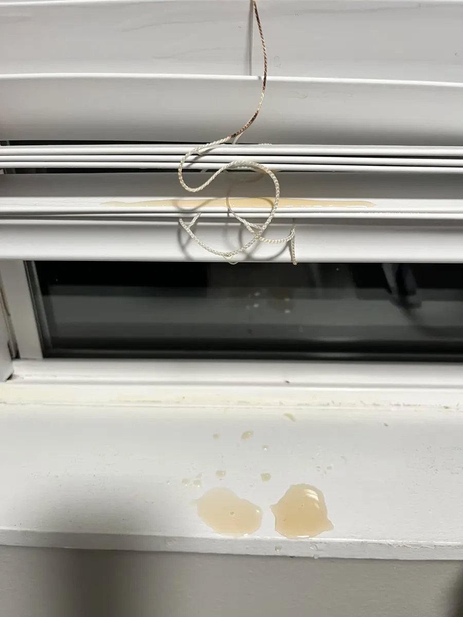 Brown water stains on window blinds and the windowsill