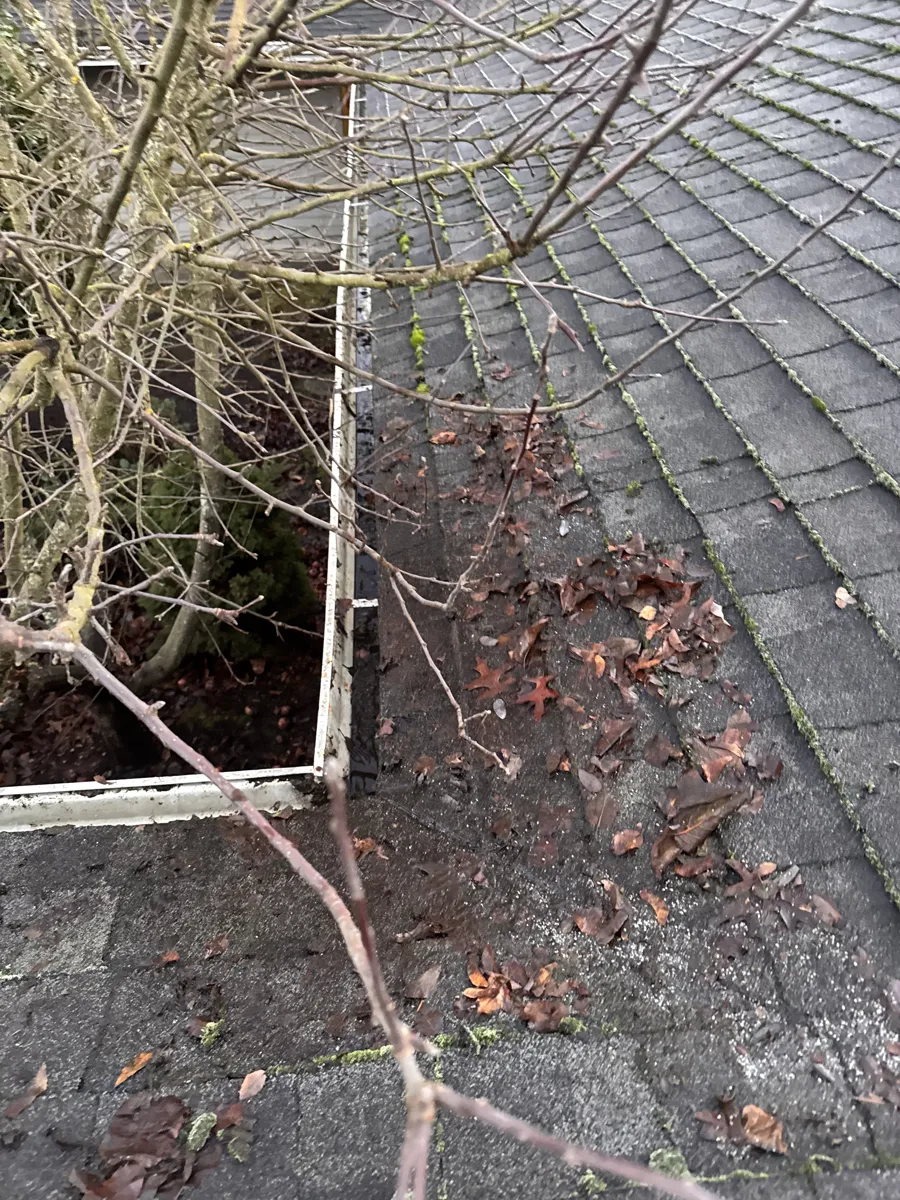 Asphalt shingle roof with green moss along the shingle rows and bare branches hanging over it