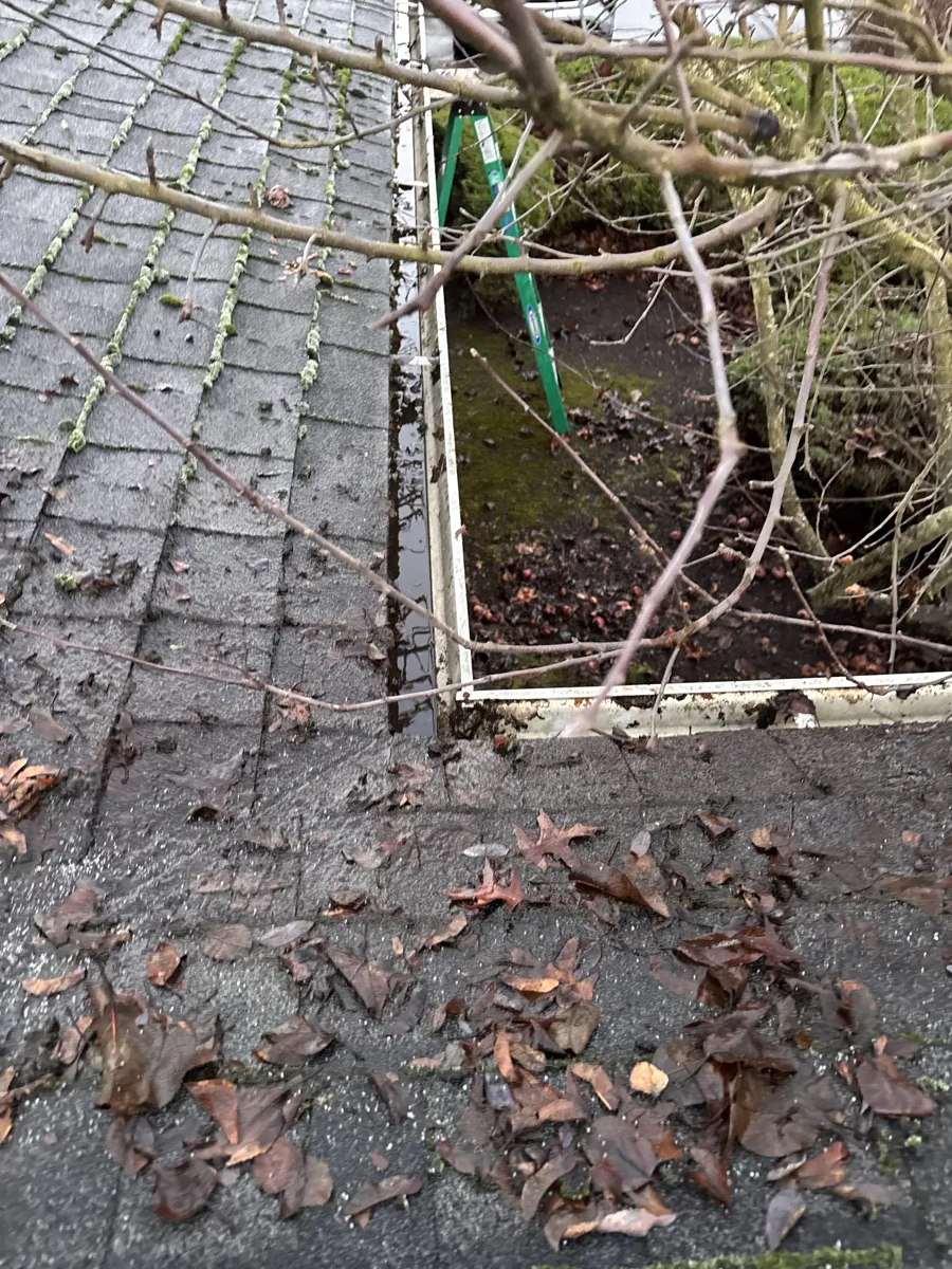 Wet leaves on a shingle roof next to a gutter full of debris
