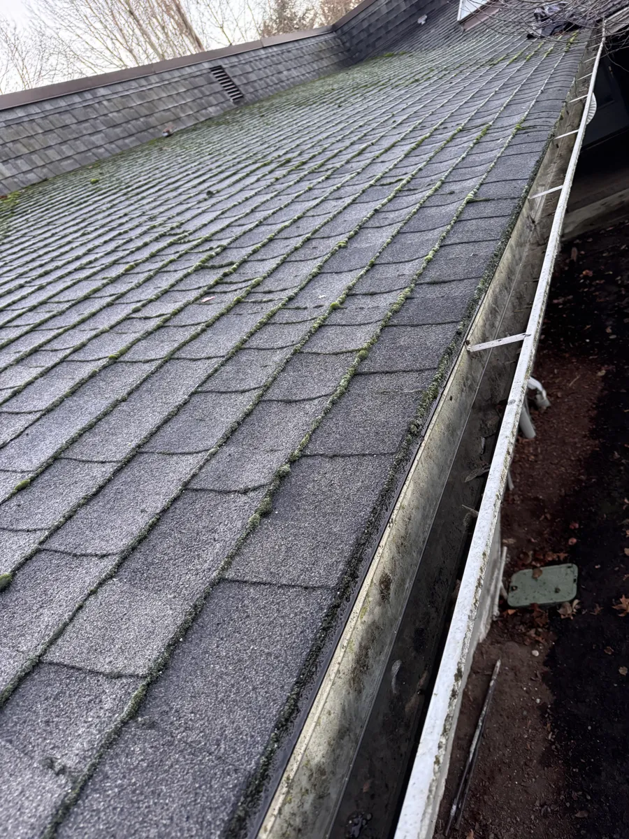 Moss along the lower edge of a shingle roof above a gutter